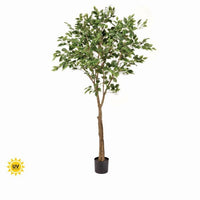 Ptd Uv Treat Ficus Tree X915 6' Kd