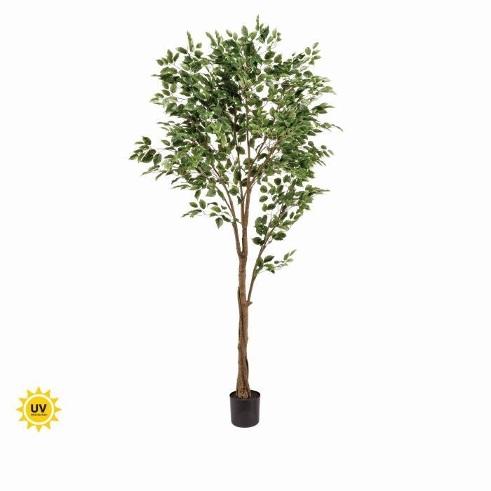 Ptd Uv Treat Ficus Tree X1260 7' Kd