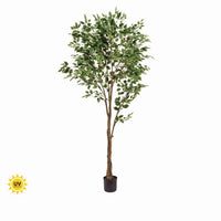 Ptd Uv Treat Ficus Tree X1260 7' Kd