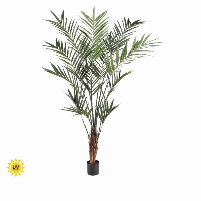 Ptd Uv Treat Kentia Palm X259 7' Kd