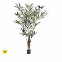 Ptd Uv Treat Kentia Palm X259 7' Kd