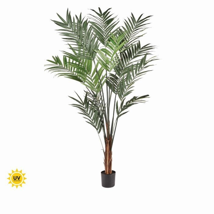 Ptd Uv Treat Kentia Palm X340 8' Kd