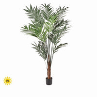 Ptd Uv Treat Kentia Palm X340 8' Kd