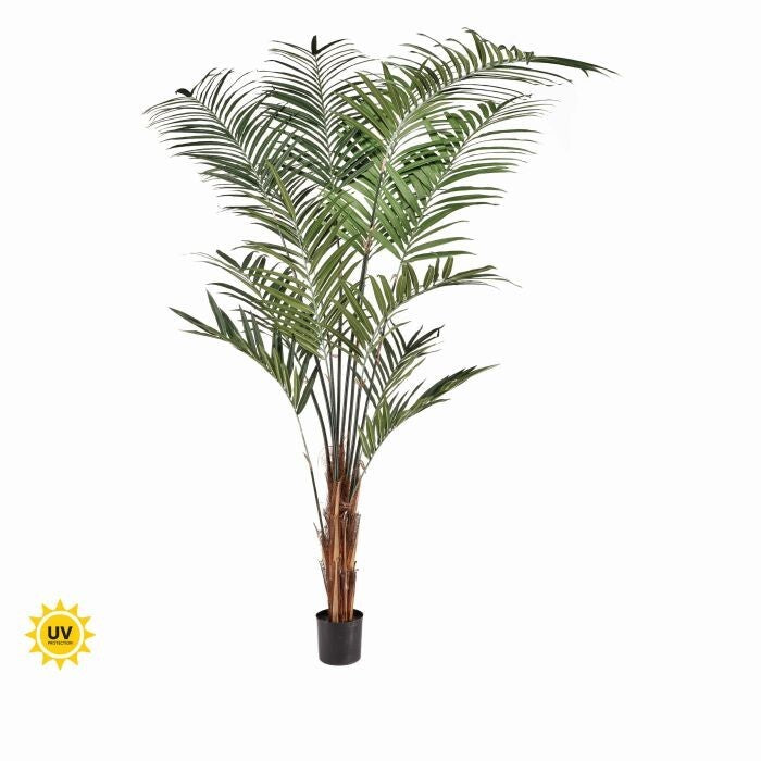 Ptd Uv Treat Kentia Palm X408 10' Kd