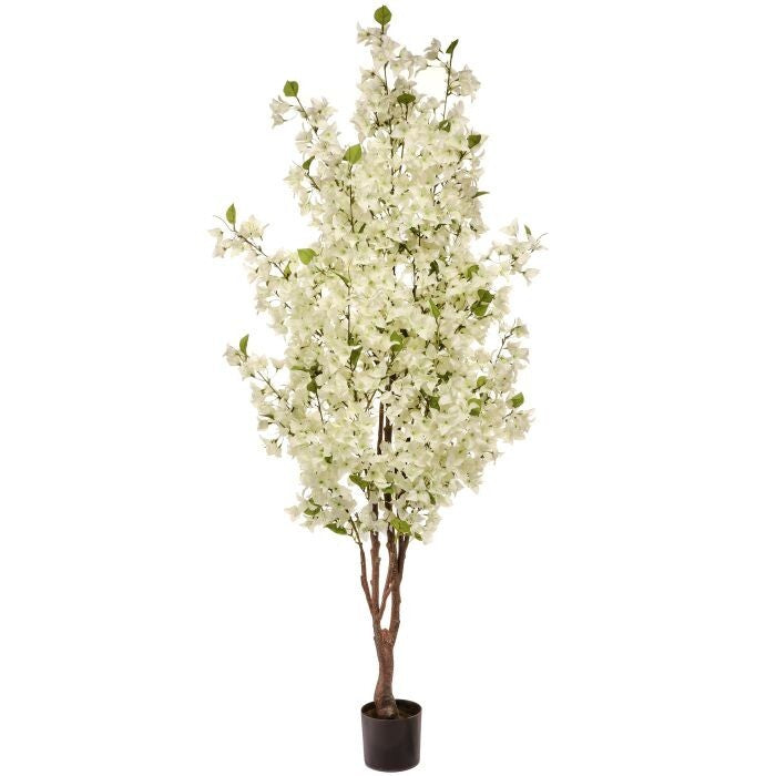 Bougainvillea Tree 6'