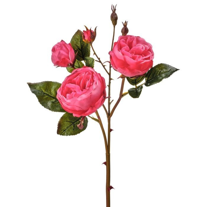 Just Cut Cabbage Rose X4+2Bud 23.5"