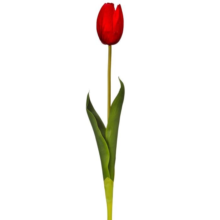 Just Cut Holland Tulip 23"