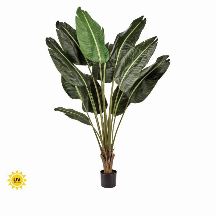 Ptd Uv Treat Dlx Traveler's Palm X11 5'