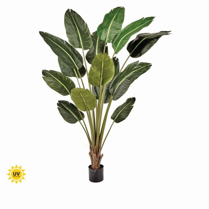 Ptd Uv Treat Dlx Traveler's Palm X14 6'