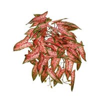 Pl.Hg. Real Tch Vein Syngonium Bushx47 19