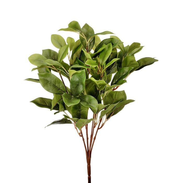 Pl. Real Tch Laurel Leaf Bushx7 16"