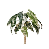Pl. Real Tch Marbled Alocasia Plantx9 18