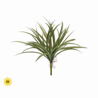 Pl. Uv Treat Nat Tch Grass Bush 16