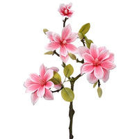 Pu Sugar Magnolia Branch X3 +Bud 23