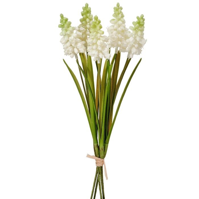 Pl. Grape Hyacinth Bundle 12.5"