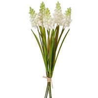 Pl. Grape Hyacinth Bundle 12.5