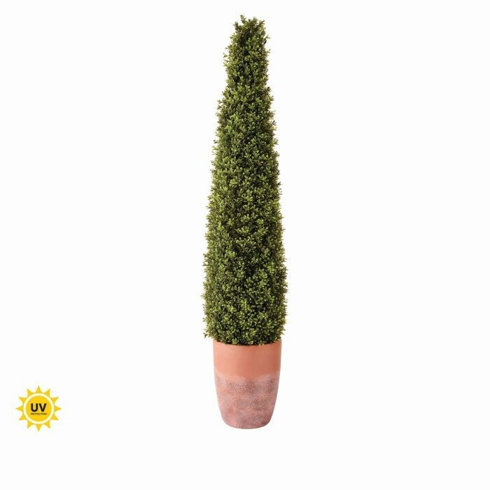 Pl.Spring Boxwood Uv Treat Cone 'Tc'pot 60"