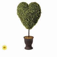 Pl.Spring Boxwood Uv Treat Heartnpot 41