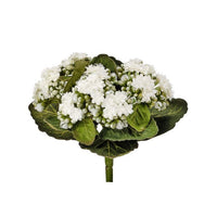 Kalanchoe Plant 9