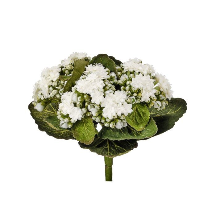 Kalanchoe Plant 9"
