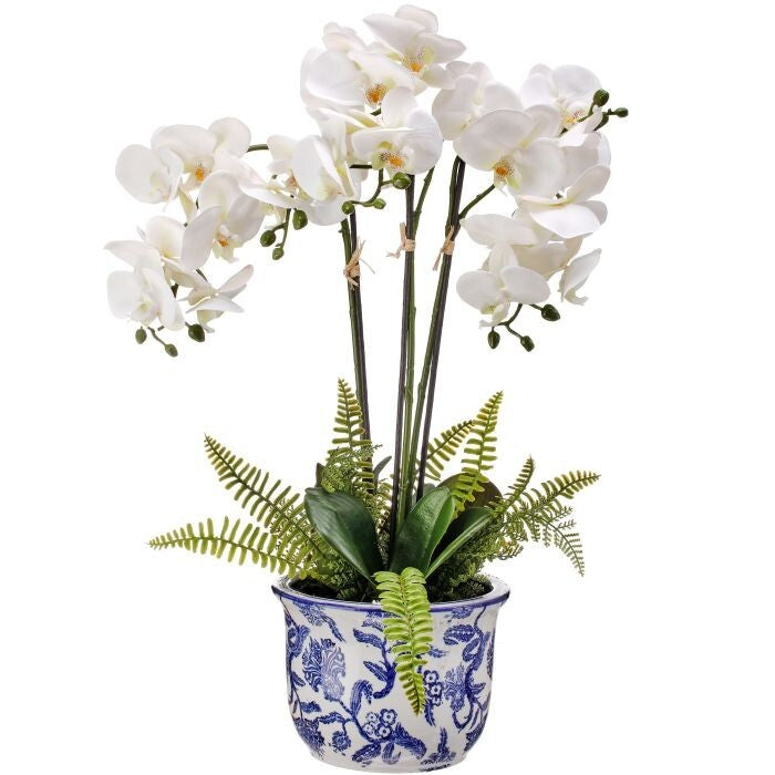 22" Triple Phalaenopsis & Fern In Ceramic Pot