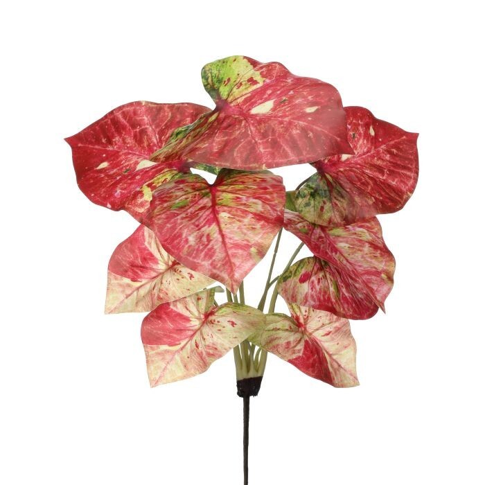 16" Summer Caladium Plant