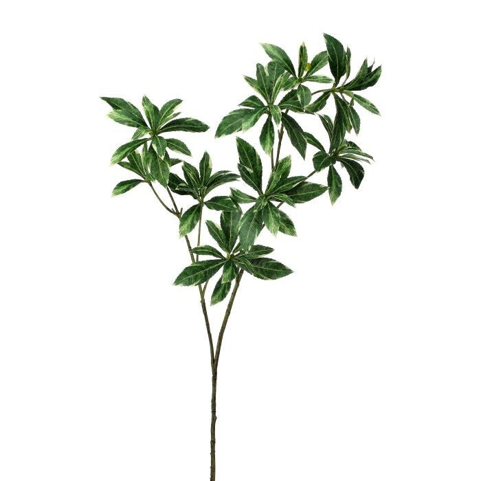 34" Pittosporum Spray