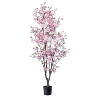 5.5' Southern Dogwood Tree
