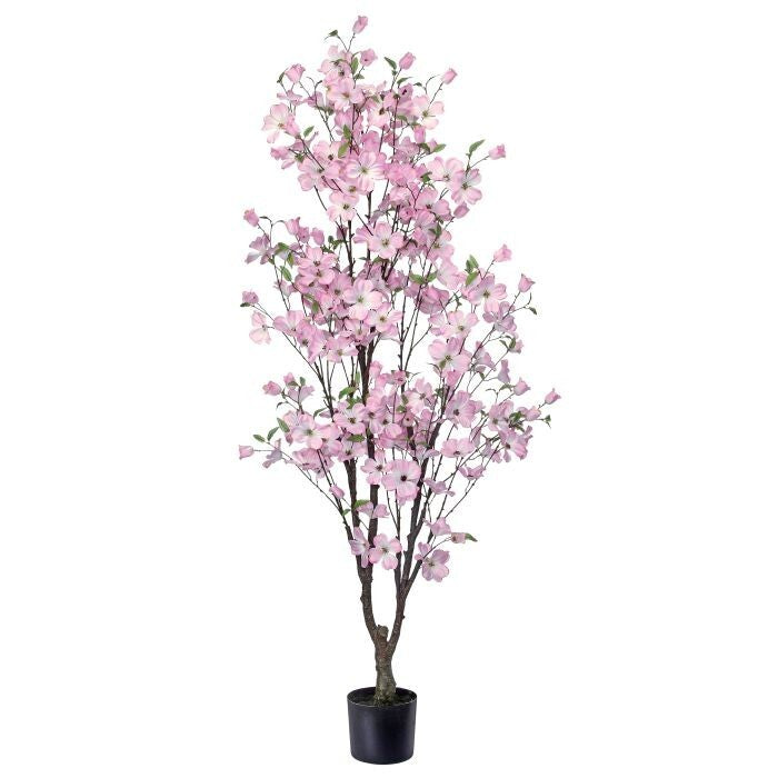 5.5' Southern Dogwood Tree