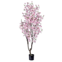 6.5' Southern Dogwood Tree