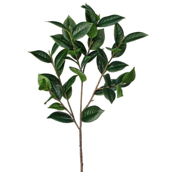 33" Southern Camelia Stem