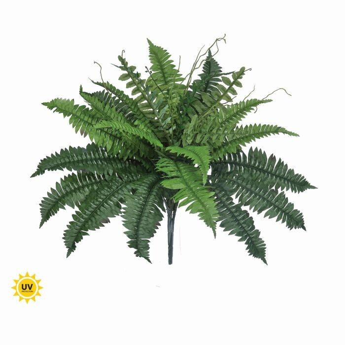 22" Uv Estate Boston Fern X24
