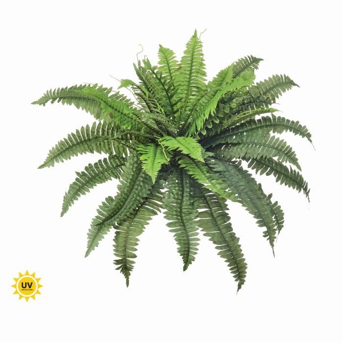 30" Uv Estate Boston Fern X40