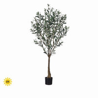 5' Uv Potted Tuscan Olive Tree