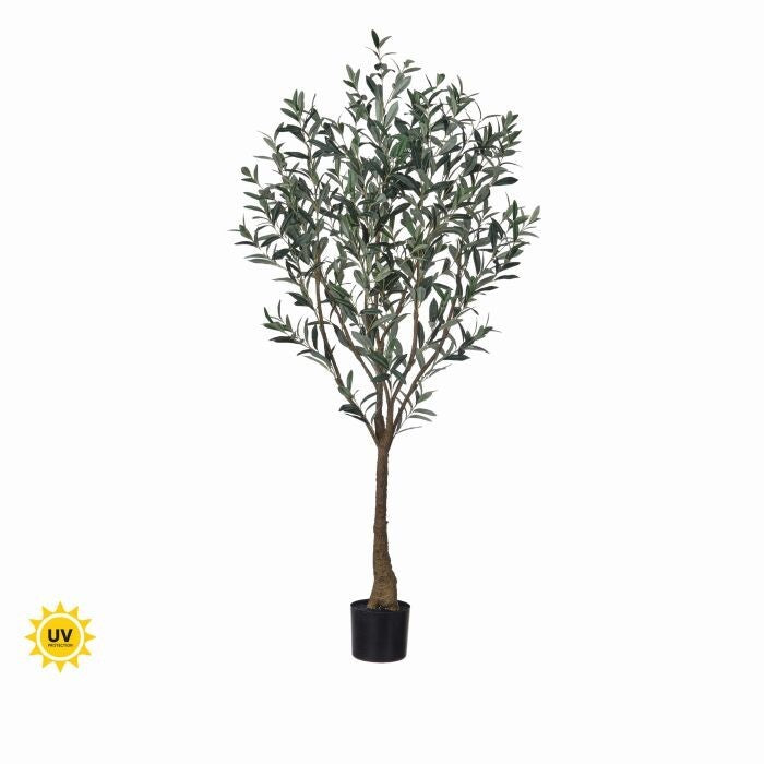 5' Uv Potted Tuscan Olive Tree