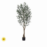 6' Uv Potted Tuscan Olive Tree