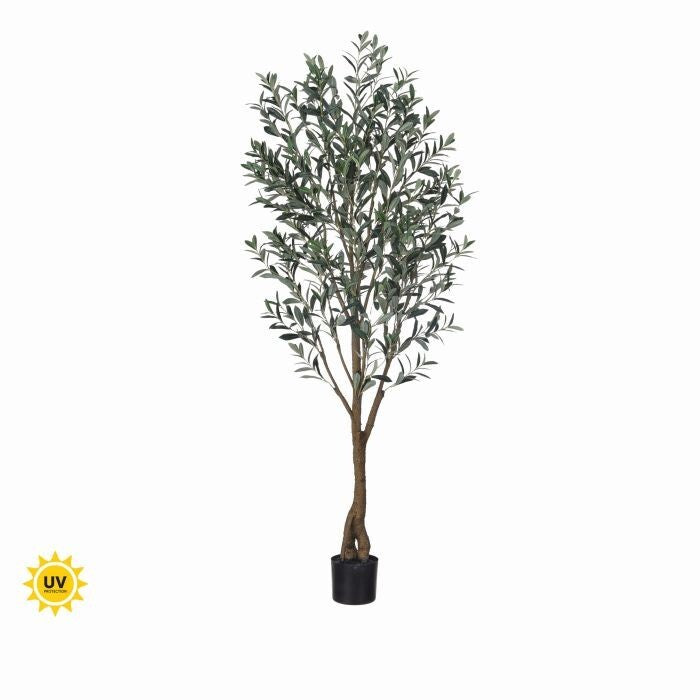 6' Uv Potted Tuscan Olive Tree