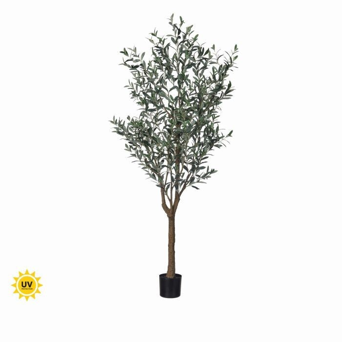 7' Uv Potted Tuscan Olive Tree