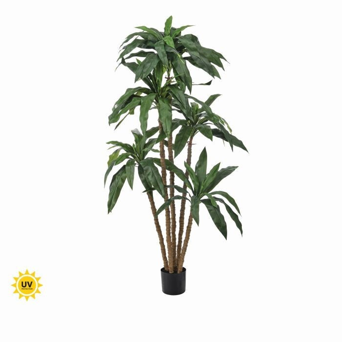 6' Uv Potted Dracaena Marginata Tree