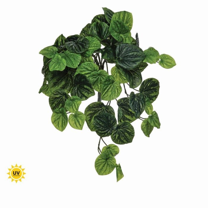 21" Uv Hanging Peperomia Bush 66Lvs