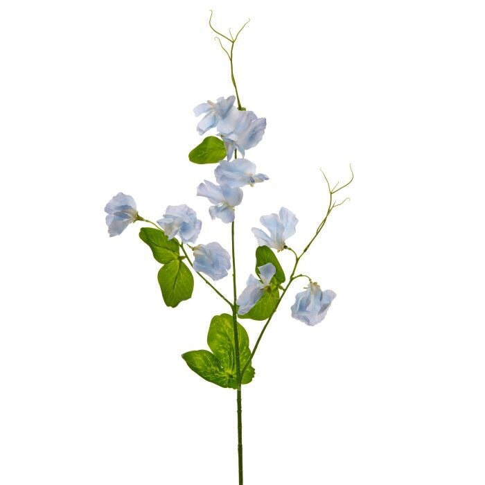 22" Wild Sweet Pea Stem