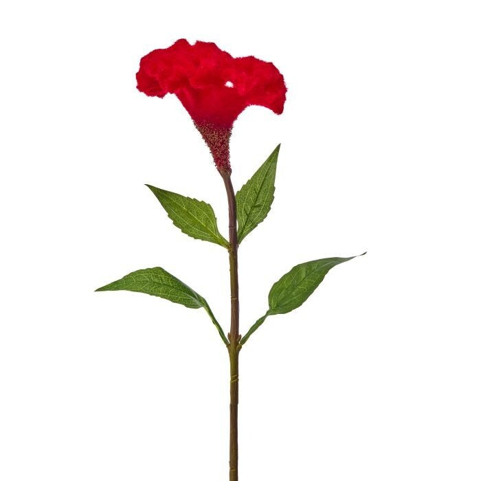 28" Brain Celosia Stem