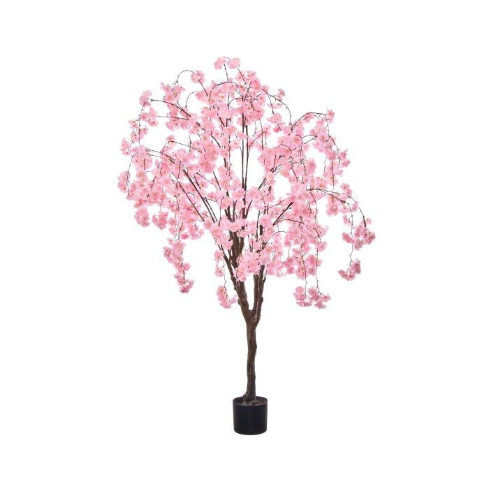 6' Weeping Cherry Tree