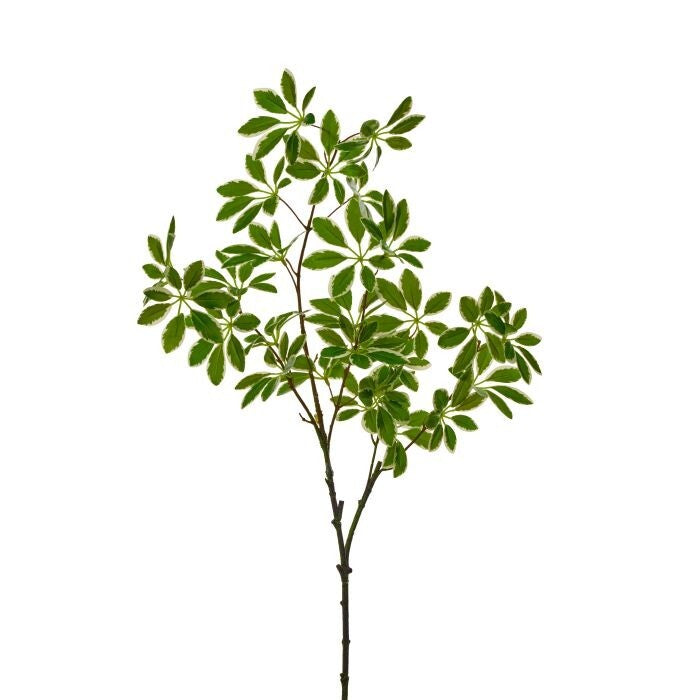 36" Euonymus Stem