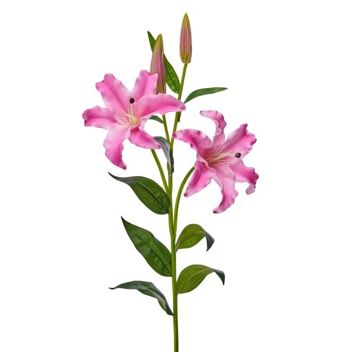 35" Pu Oriental Lily X2