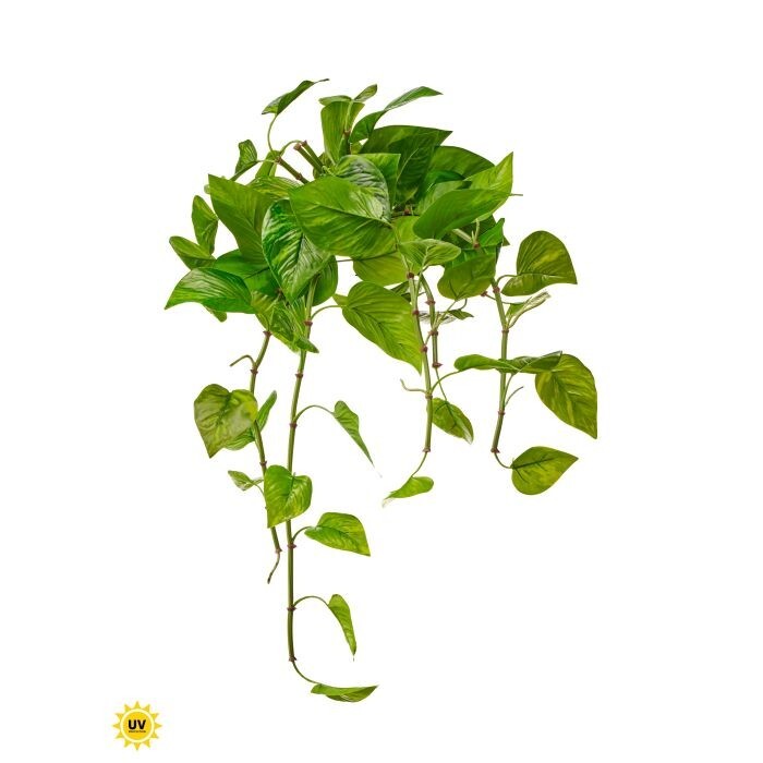 Uv Pe Natural Touch Pothos X12, 24"