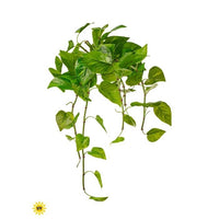 Uv Pe Natural Touch Pothos X12, 24