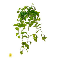 Uv Pe Natural Touch Pothos X11, 48