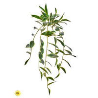 Uv Natural Tch Trailing Bamboo X9, 31