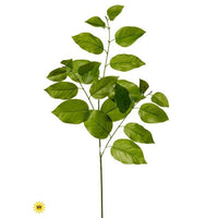 Uv Treat Pe Salal Leaf Spray X3, 31